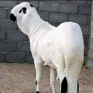  قصاب ماهر بحي العلياء 0556418907 