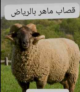 قصاب ماهر سريع داخل حي الحزم 0556418907 